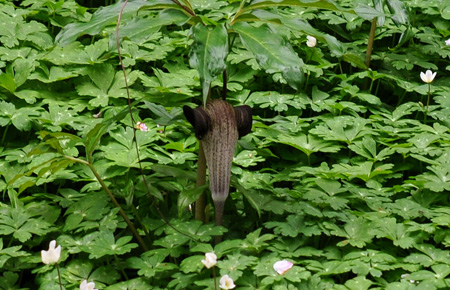 神明社花だより 二輪草